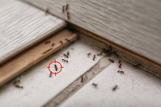 Best Cockroach Control Services  in Tanglewilde, WA
